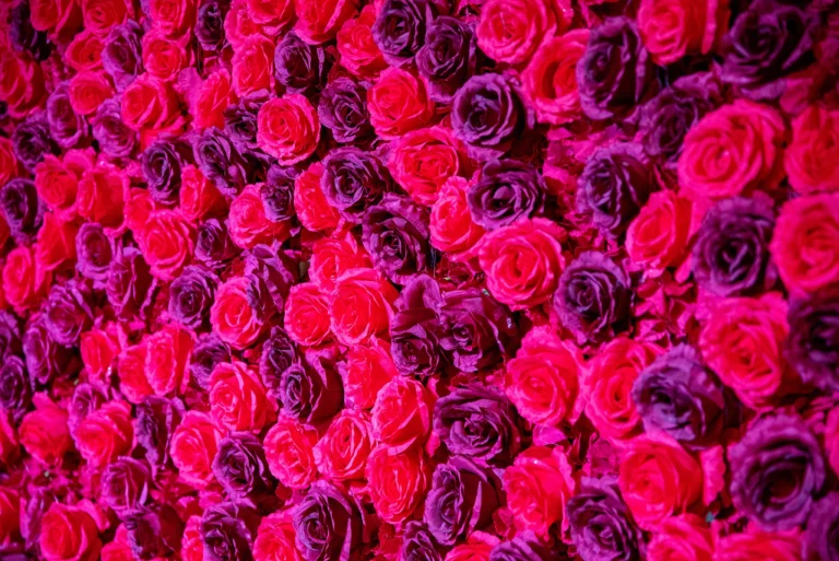 Cabaret Le Léon d'Or Saint Léonard 76